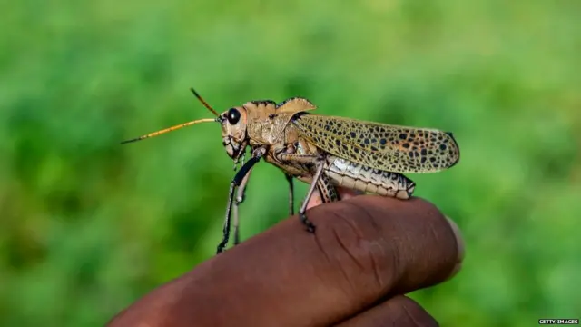 ਟਿੱਡੀਆਂ