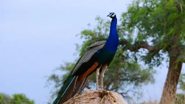 سندھ کا صحرائی علاقہ تھر