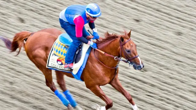 Человеческие "рои" предсказали исход нескольких спортивных состязаний, в том числе Мировой серии по бейсболу и скачек "Кентукки Дерби"