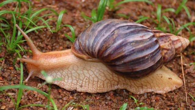 Caracol africano
