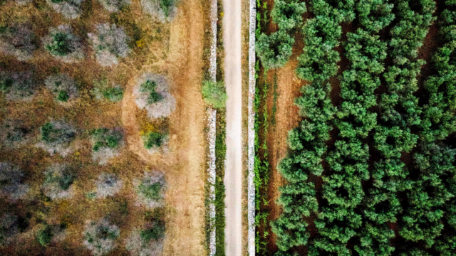 Southern Europe Could Lose $22 Billion Fighting Deadly Olive Tree Disease :  NPR