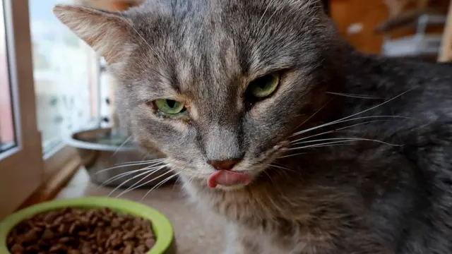 Кошка и корм