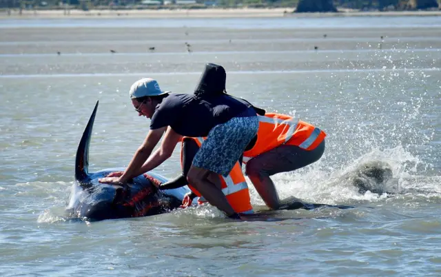 நியூசிலாந்து கடற்கரையில் செத்து மடிந்த நூற்றுக்கணக்கான திமிங்கலங்கள் (புகைப்படத் தொகுப்பு)