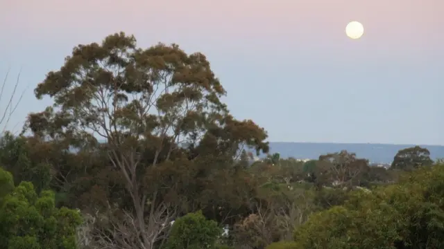 استرالیا ( پرس )