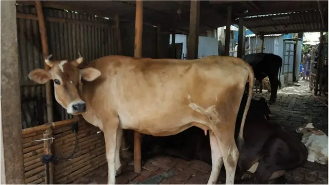 কুরবানির পশুর চামড়া সেটা রপ্তানি করার কথা বলছেন অনেকে।