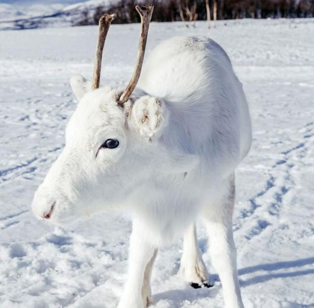 在雪地的纯白色驯鹿