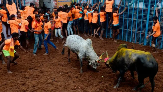 ஜல்லிக்கட்டு