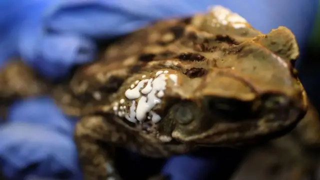 ضفادع القصب