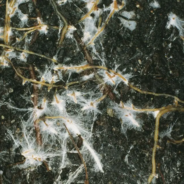 Filamentos de hongos en torno a las raíces de un árbol