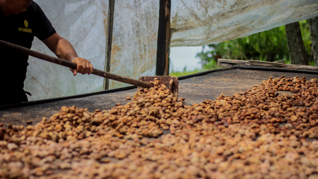 Procedimentospinner e roleta googlesecagem do cupuaçu