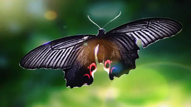 Mariposa