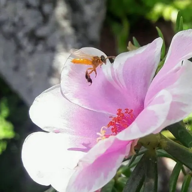 Una abeja busca el néctar de una flor