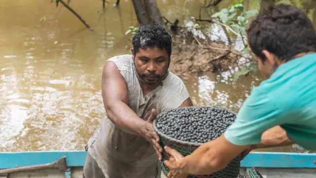 Pertobulls nets betrio, um homem passa cesto com açaí para outro