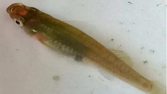 గాంబూసియా చేప