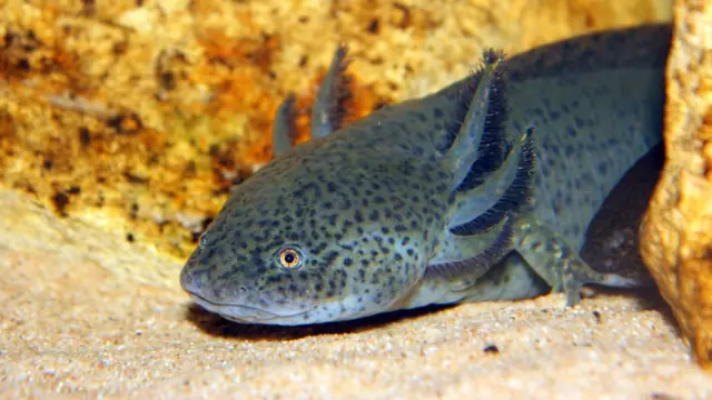 Axolote (Ambystoma mexicanum)