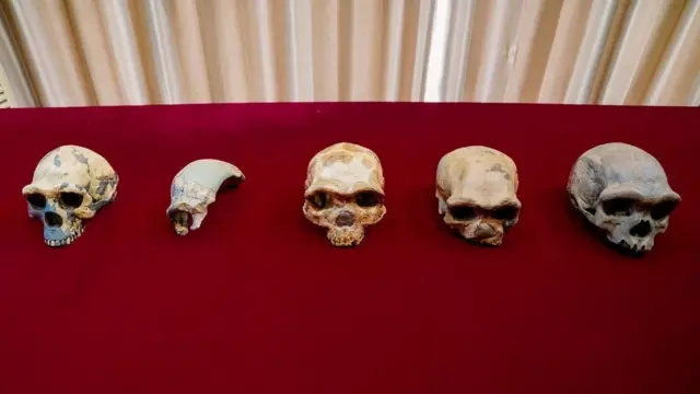 মাথার খুলি