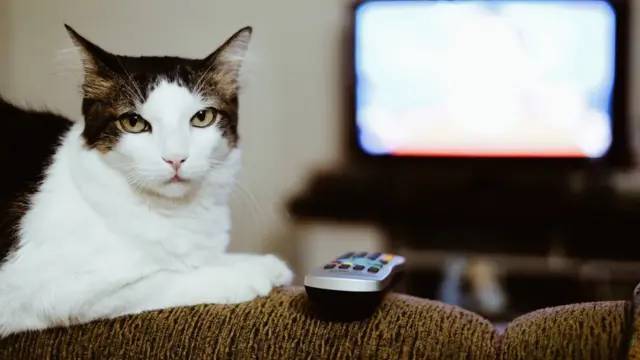 বিড়াল টিভি দেখে