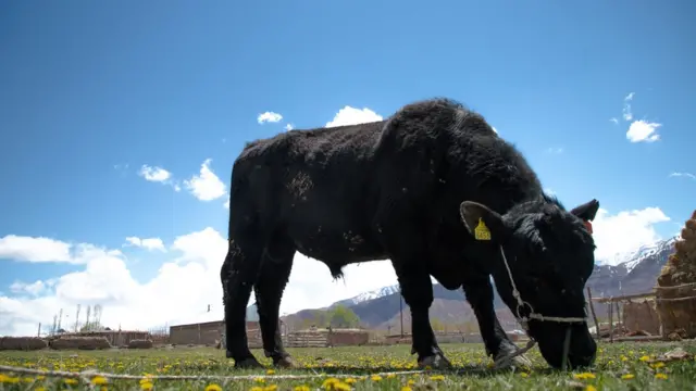 Үч жаштагы абдердун-ангус букасы