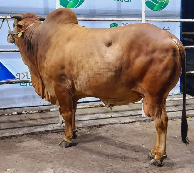 শাহীওয়াল জাতের গরু