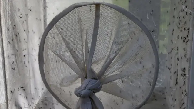 Протимоскітна сітка може гарантувати захист