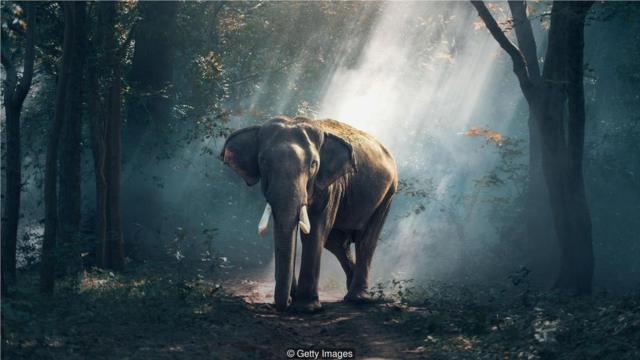 图灵想知道，如果一个万能的神可以给大象灵魂，那为什么不能给人工智能呢？