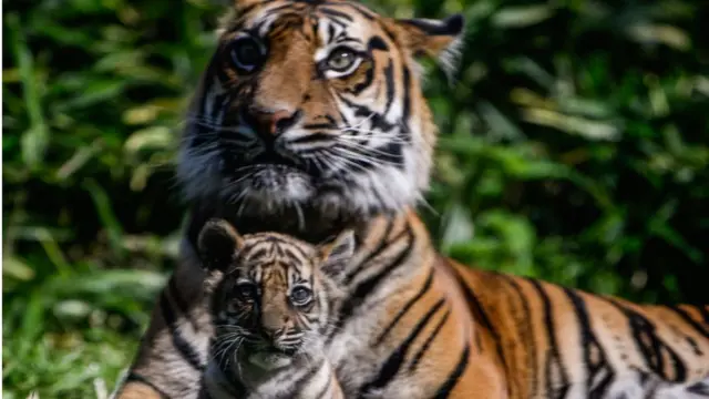 বাঘ ও বাঘের শাবক