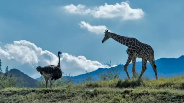 Страус і жирафа, всупереч очікуванням, подружилися