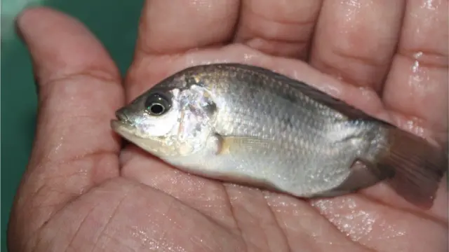 গিফট তেলাপিয়ার মাছের পোনাকে মনোসেক্স করা হয়।