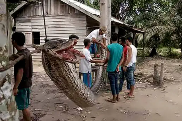 snake