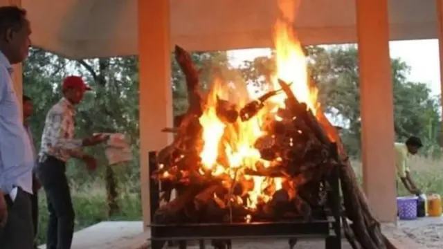 अवनी, वाघ, पर्यावरण, जंगल, यवतमाळ