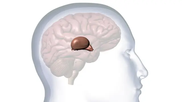 Схема мозга