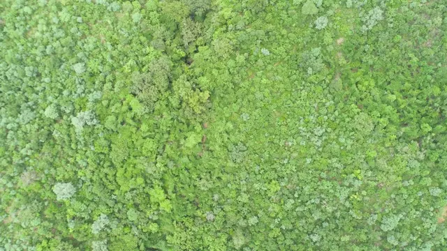 నల్లమల అడవులు