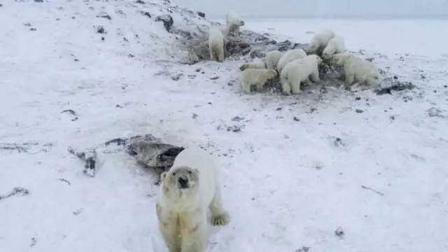 பனிக்கரடிகள்