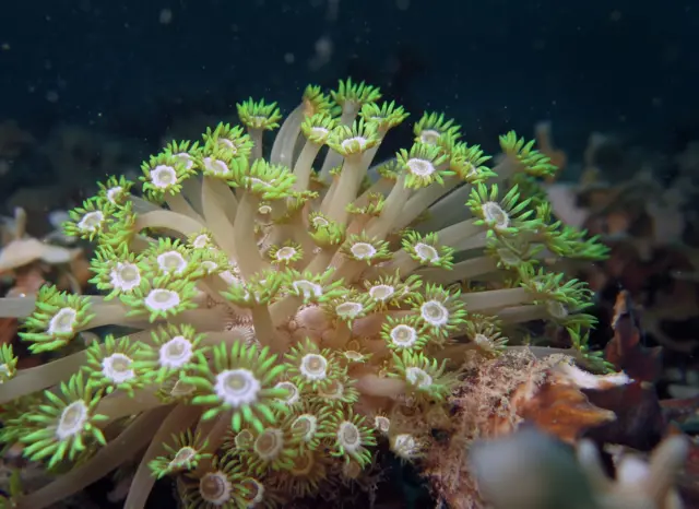 आंग्रिया बँक