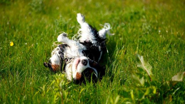 Собаки любят кататься по земле - особенно если там есть что-то, с нашей точки зрения, мерзко пахнущее