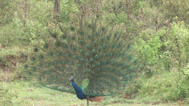 වන අසිරිය