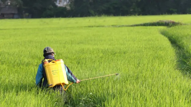 Việt Nam sẽ phải sản xuất lúa sạch dùng ít phân hóa học sử dụng ít thuốc trừ sâu hơn