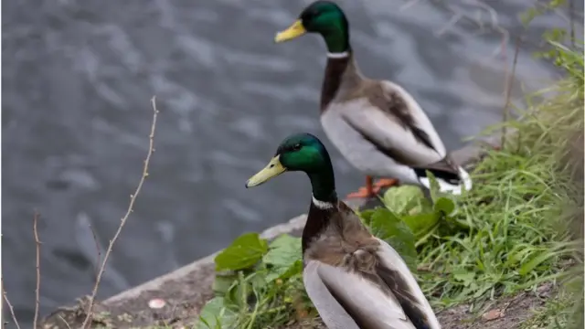 Самцы кряквы