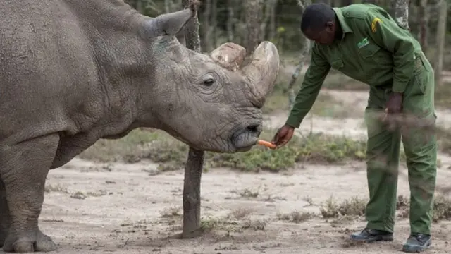 Um cuidador queniano alimenta Sudan, o último rinoceronte branco do norte macho, com uma cenoura; o animal morreulula taxa apostas esportivasmarçolula taxa apostas esportivas2018