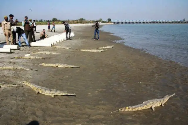 ఘరియల్ మొసళ్లు