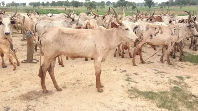 गुरांच्या चाऱ्याचा प्रश्न निर्माण होऊ शकतो.