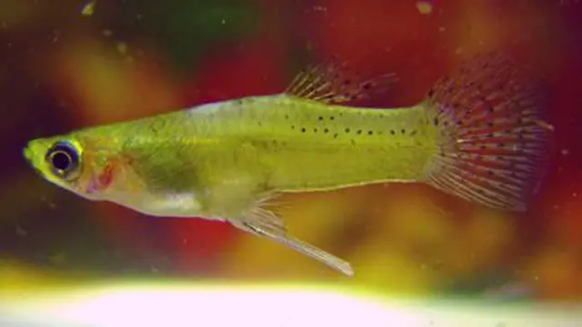 ماهی گامبوزیا