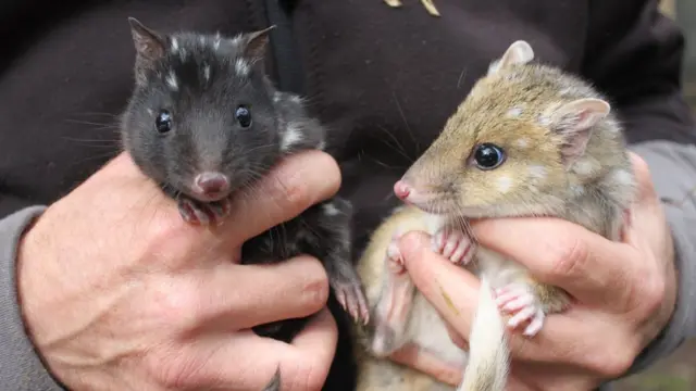 Image shows juvenile eastern quolls