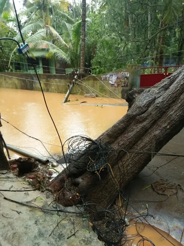 மரங்கள் வேரோடு சாய்வு