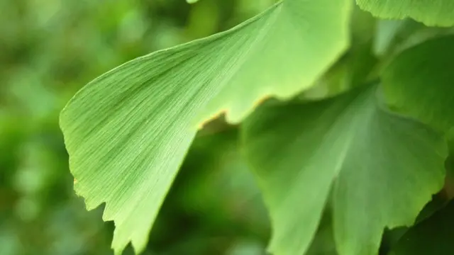 Ginkgo bilbao tree (Image: BBC)