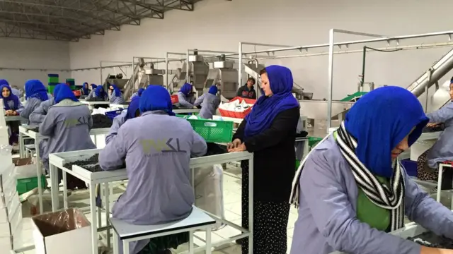 کارخانه میوه خشک