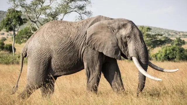 प्रजनन, नर-मादा संबंध