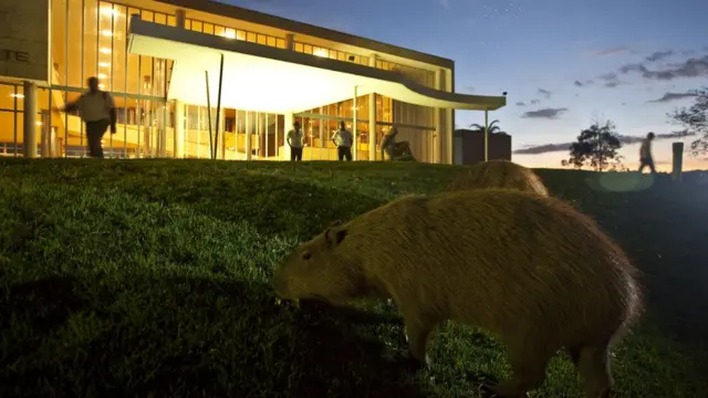 Capivarasbaixar aplicativo sportingbetfrente ao Museubaixar aplicativo sportingbetArte da Pampulha