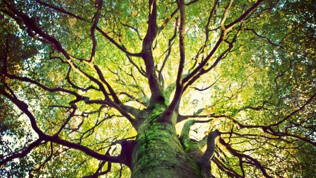 Majestuosa copa de un árbol