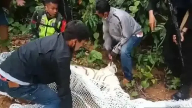 harimau sumatera, konflik harimau manusia, aceh